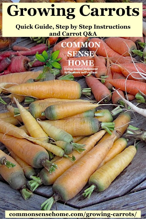 Light and dark orange harvested carrots sitting on wooden table, plus text overlay "growing carrots"