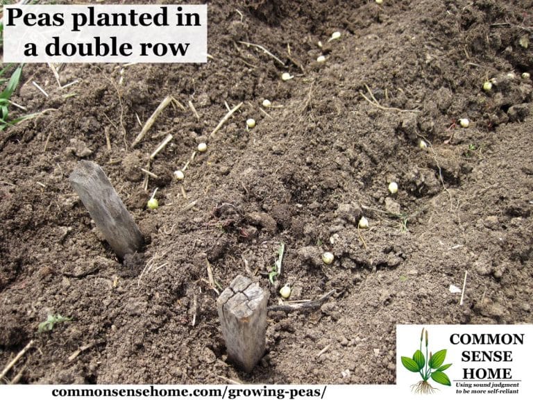 Growing Peas From Planting to Harvest, What You Need to Know