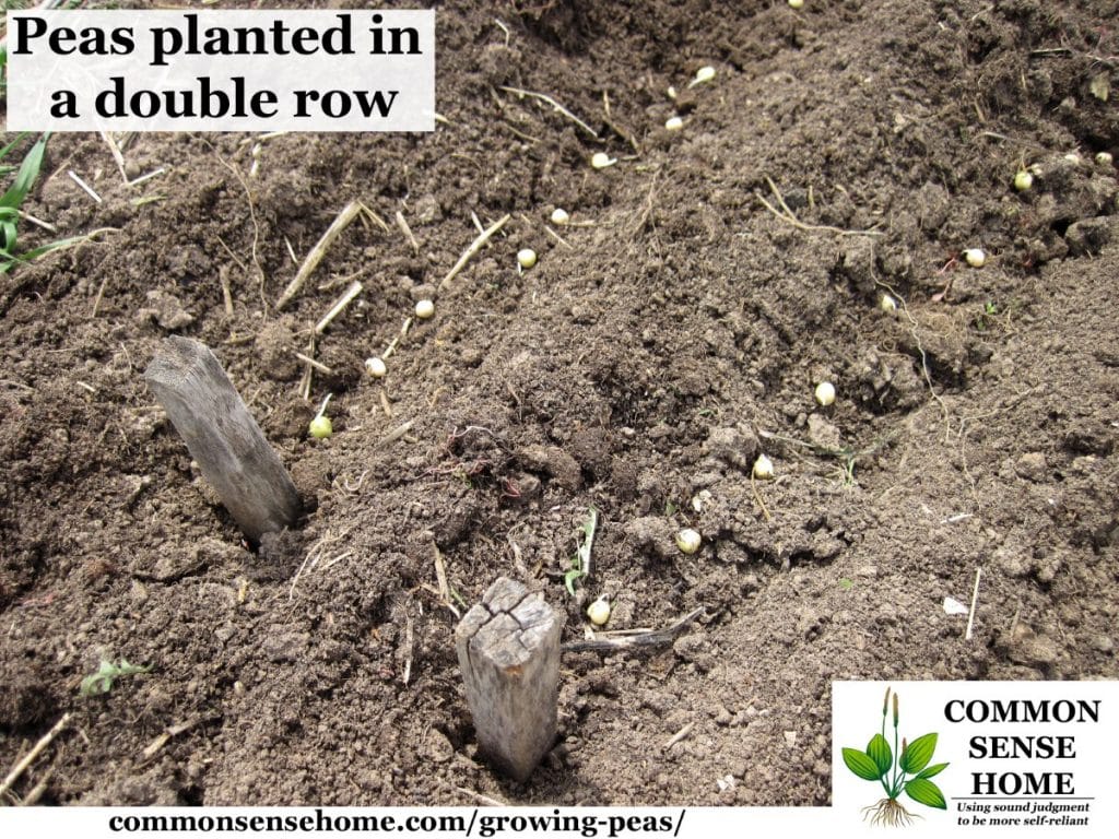 planting pea seeds in the garden