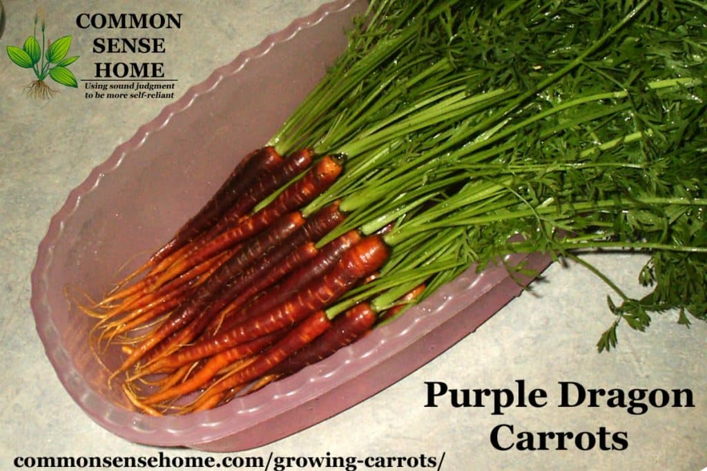 Purple Dragon carrots in pink bin