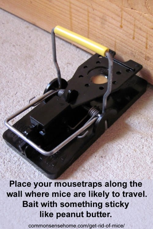 setting mouse trap