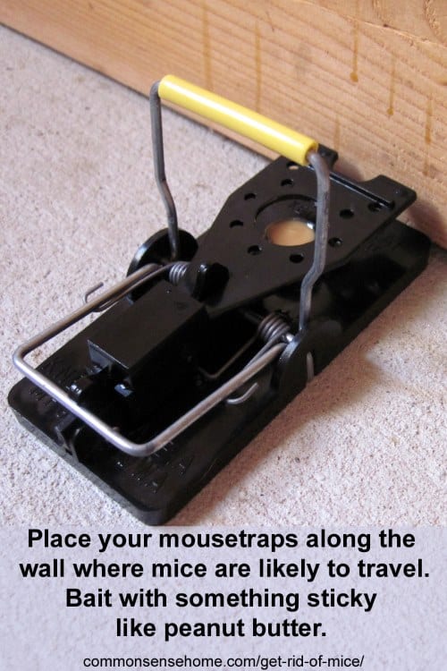 The Best Ways Get Rid Of Mice In Your House And Garage