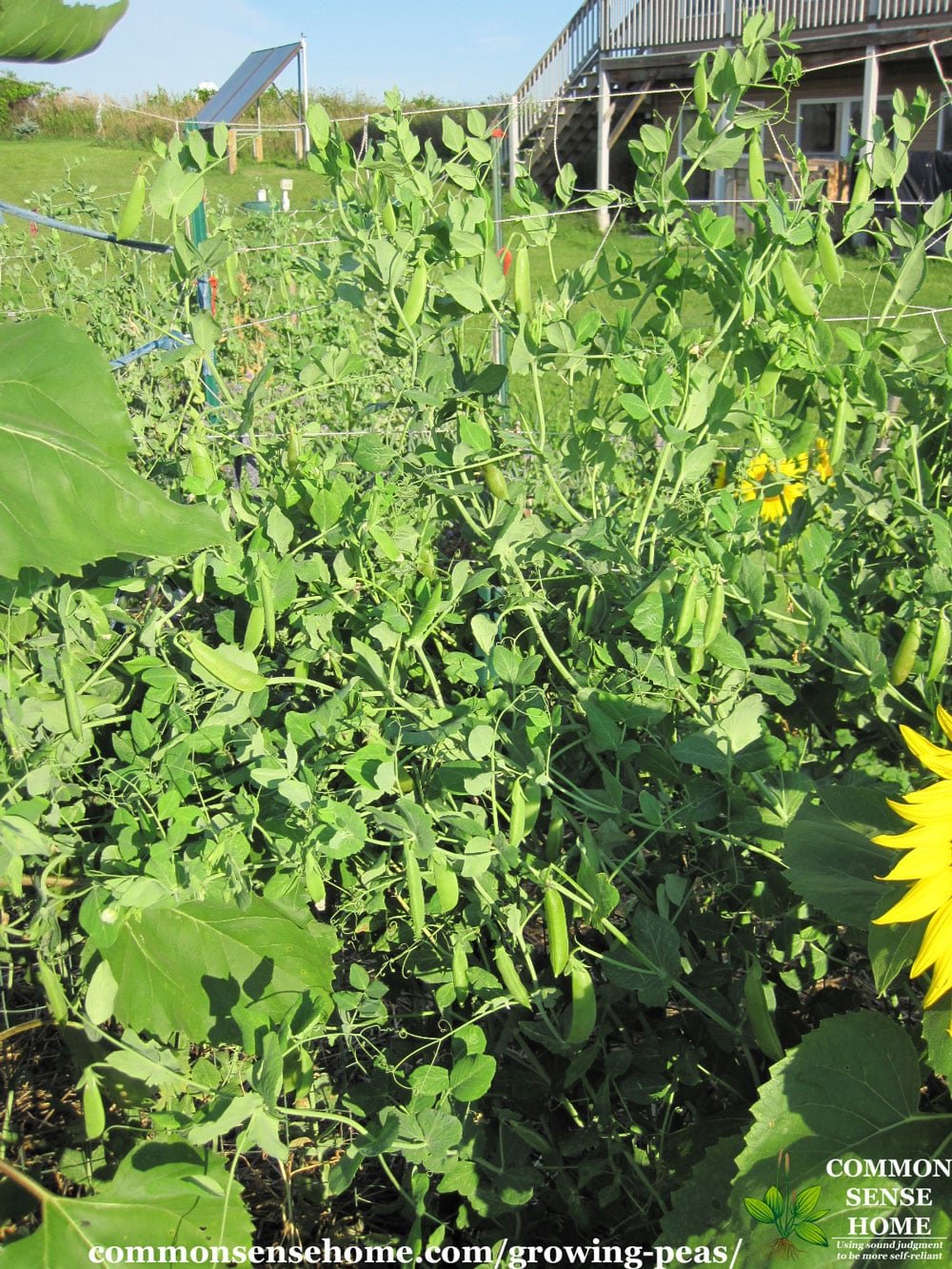 growing peas on a pea trellis in garden