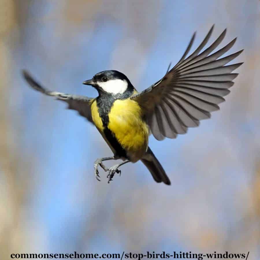 bird in flight