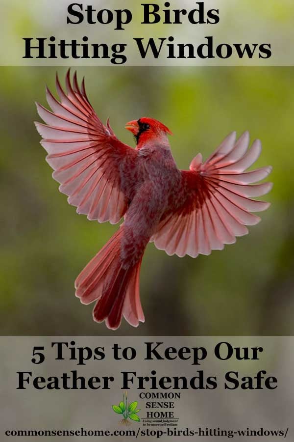 stop bird hitting windows - cardinal in flight