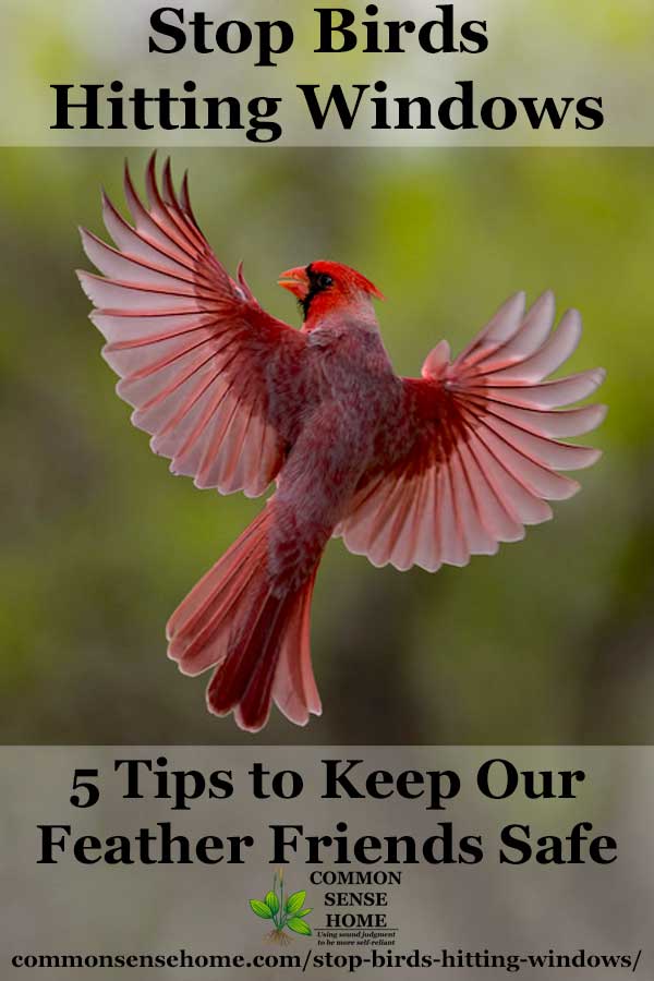 stop bird hitting windows - cardinal in flight