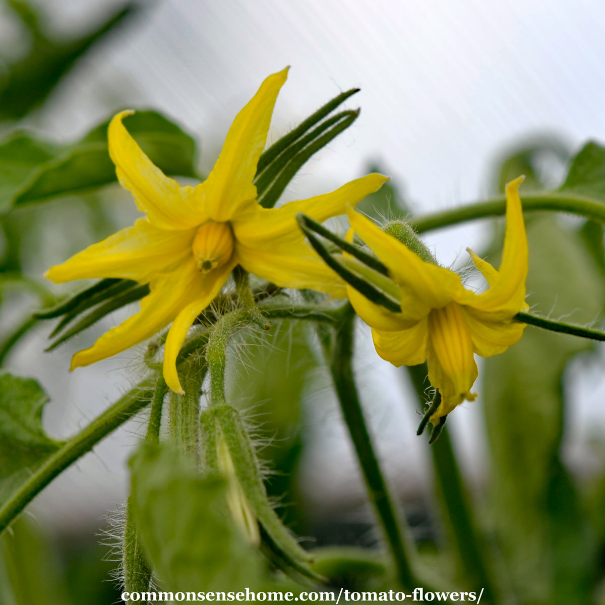 tomato blossoms no tomatoes