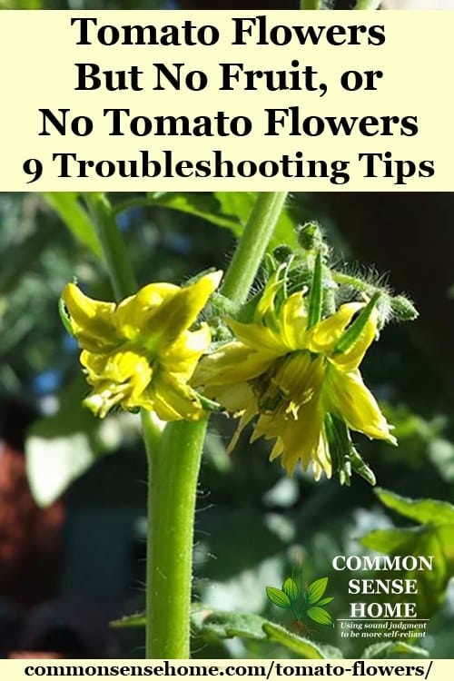 Tomato Flowers But No Fruit Or No Tomato Flowers 9 Troubleshooting Tips