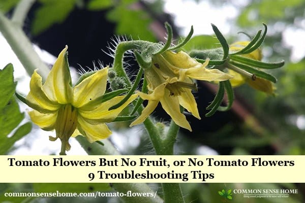 tomato blossoms