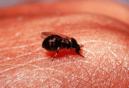 biting black fly on skin