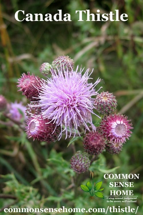 Canada thistle blossoms