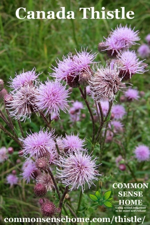 Canada thistle flowers