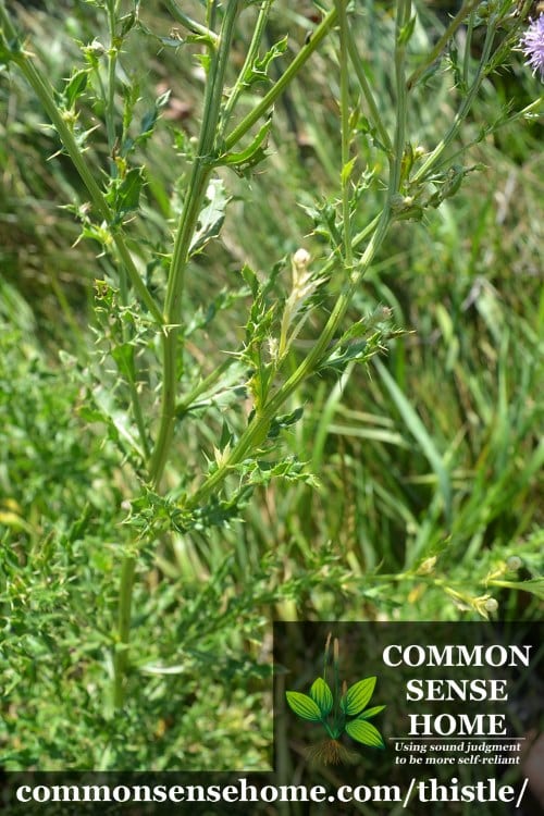 Canada thistle stems