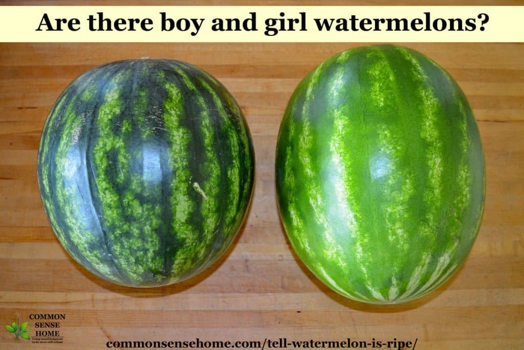 Are there boy and girl watermelons?