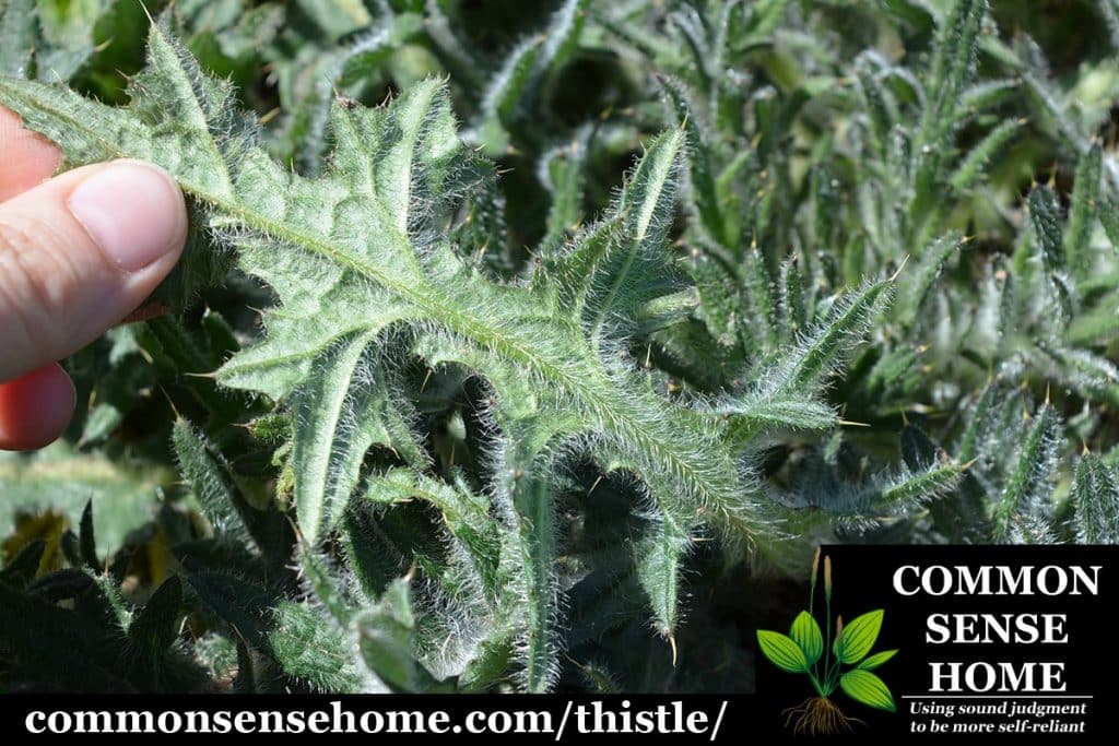 bull thistle leaf