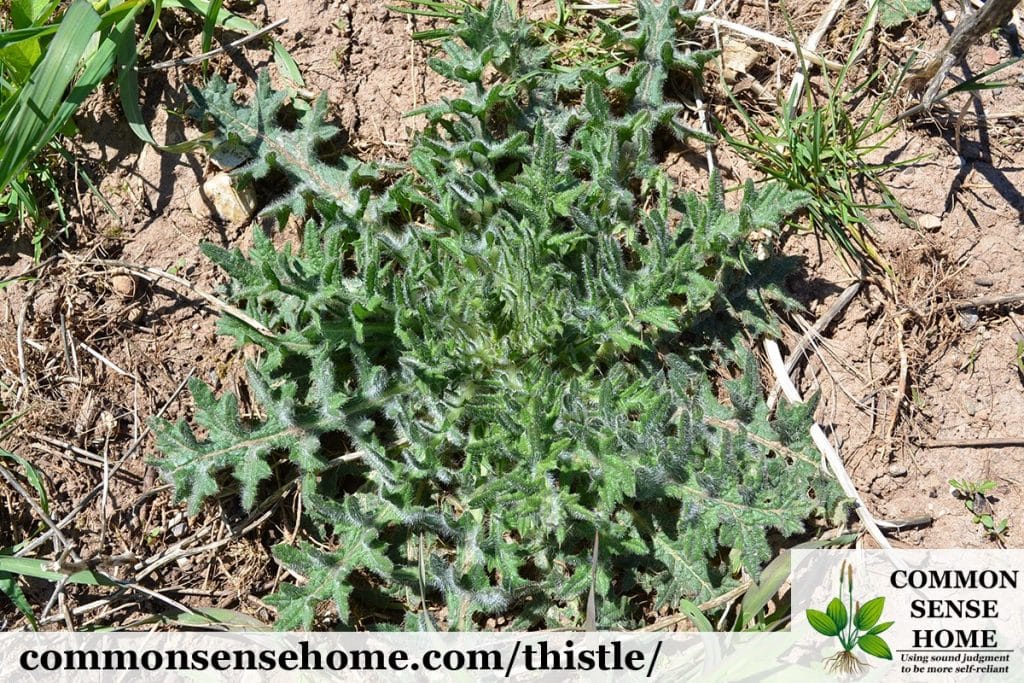 bull thistle rosette