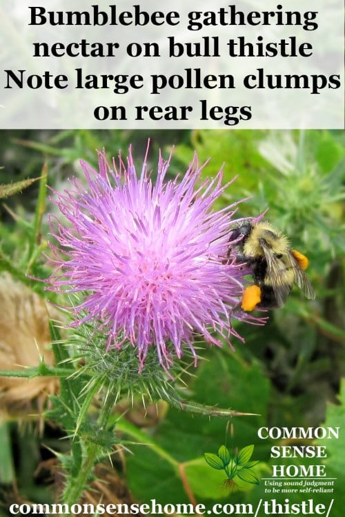 bumblebee on bull thistle flower