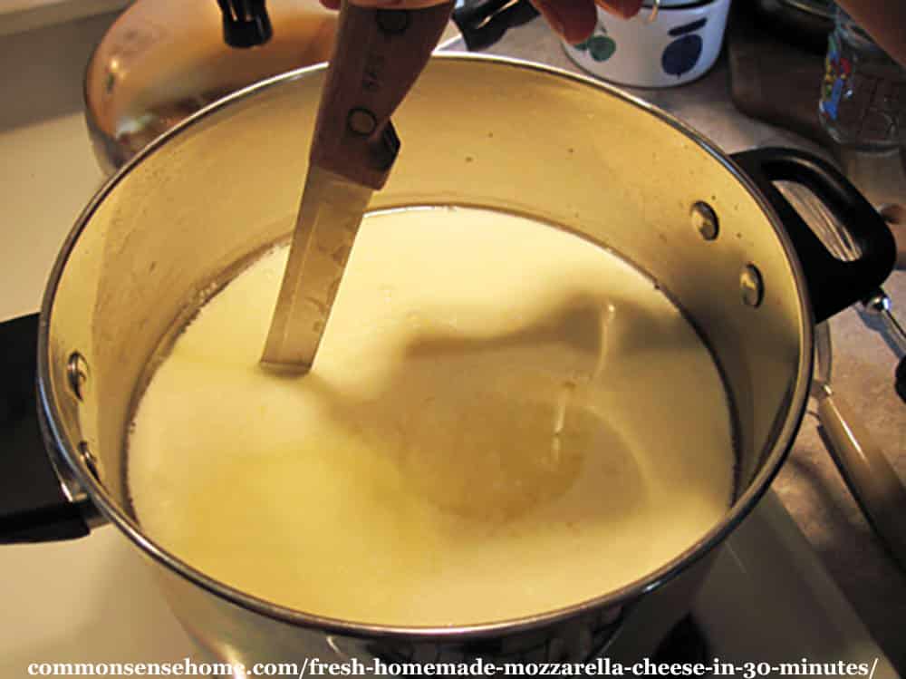Cutting mozzarella cheese curd while making mozzarella cheese