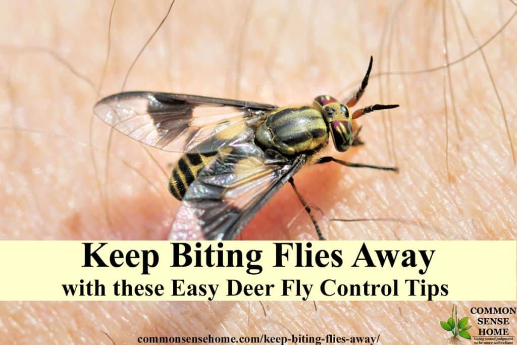 Deer Fly Control And Deterrent Tips To Keep Biting Flies Away