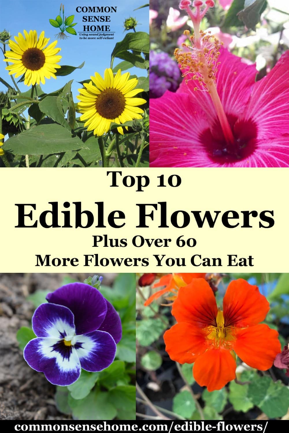 Edible Flowers List With Flower Names And Pictures