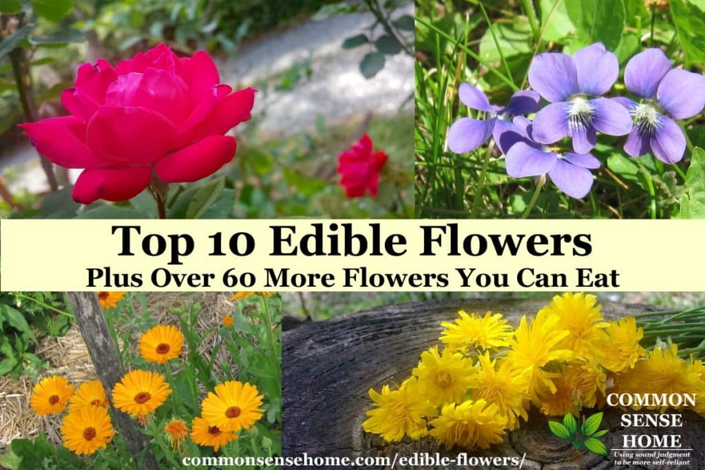 Edible Flowers List With Flower Names And Pictures