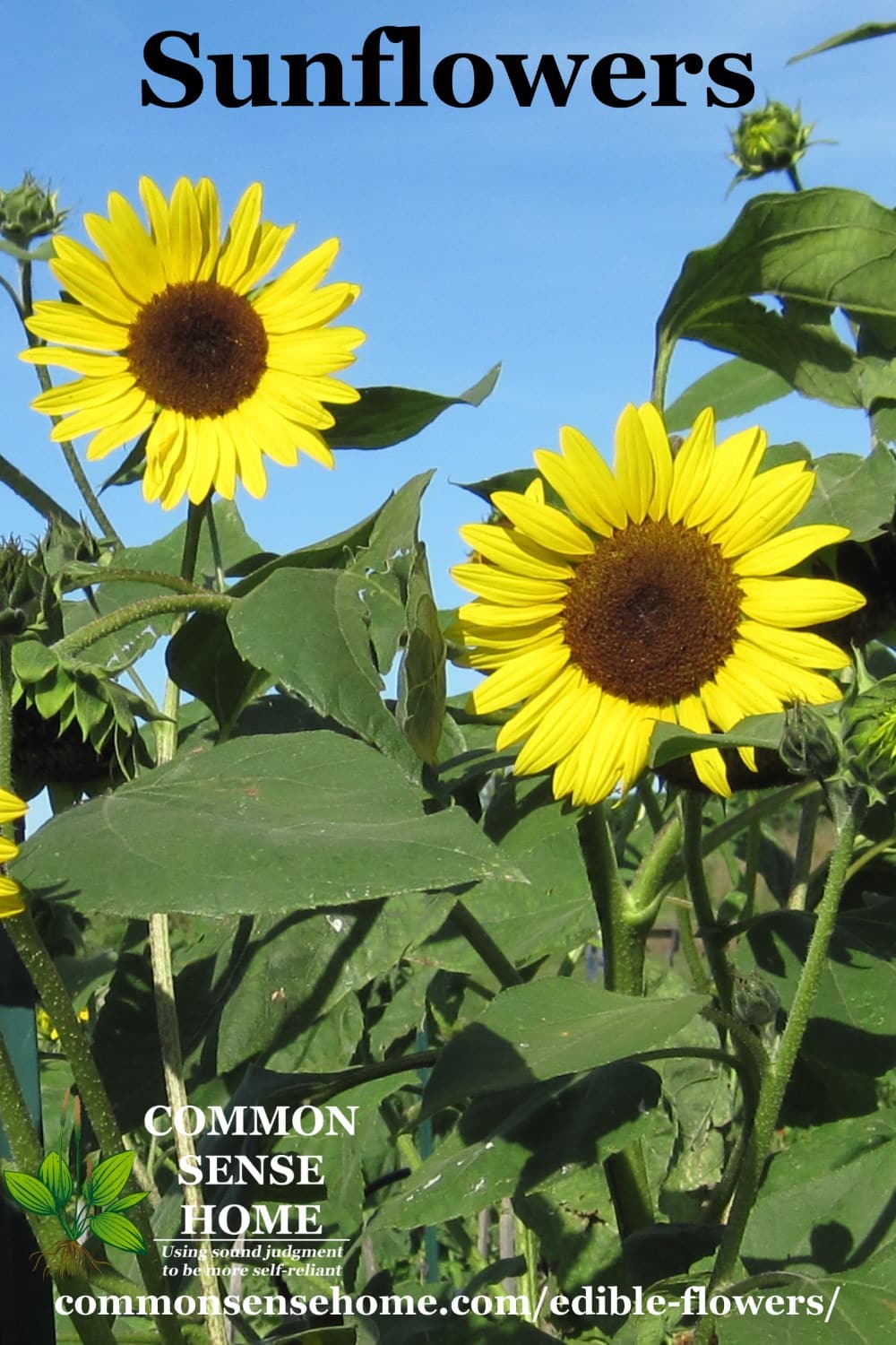 Edible Flowers List With Flower Names And Pictures