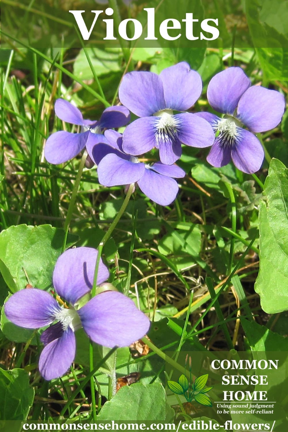 Edible Flowers List With Flower Names And Pictures