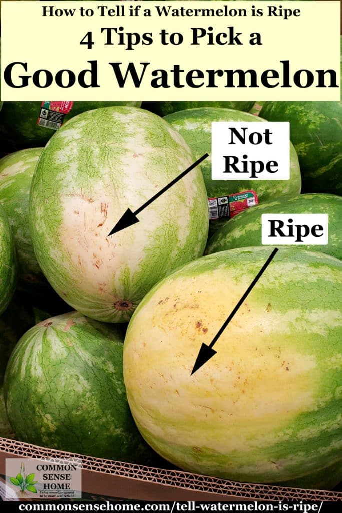 comparison of field spot on unripe and ripe watermelon