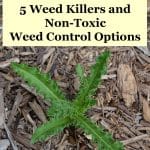 natural weed control