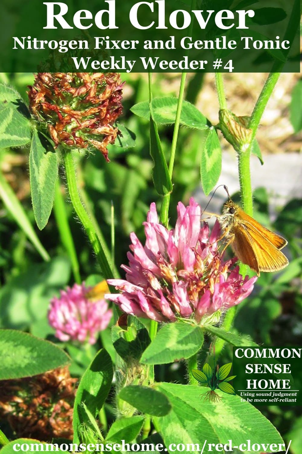 red clover leaves and flowers