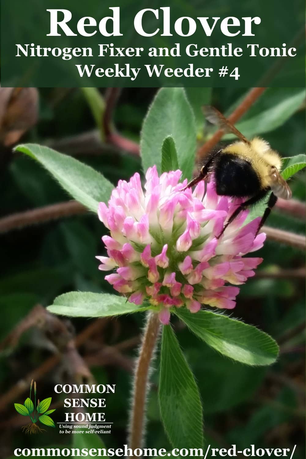 red clover flower