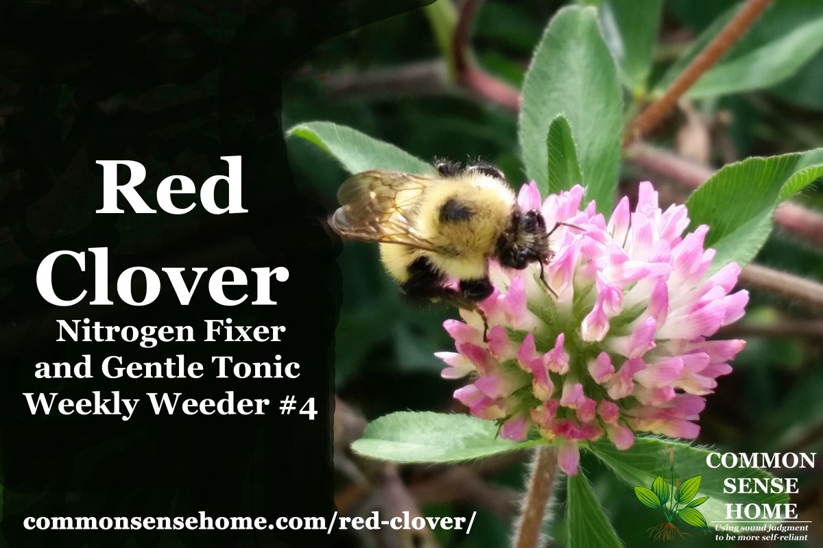 bee on red clover