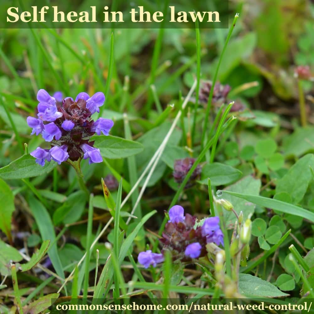 self heal in lawn