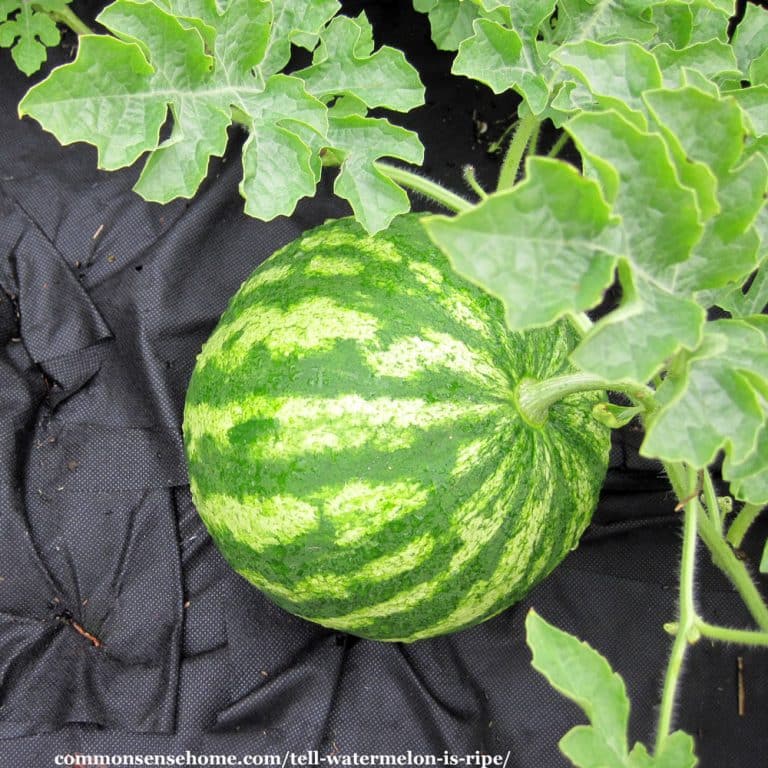 How to Tell if a Watermelon is Ripe & Ready to Pick