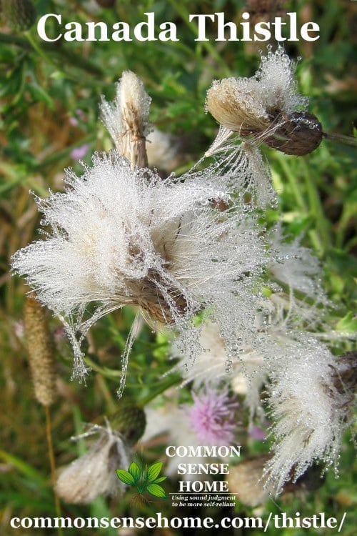 canada thistle down