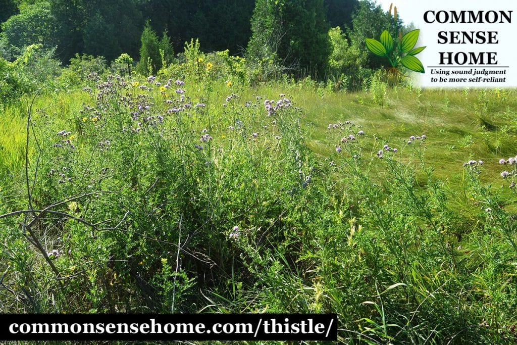 canada thistle patch