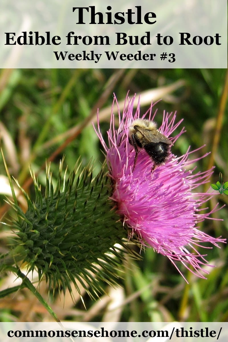 bumblebee on bull thistle blossom