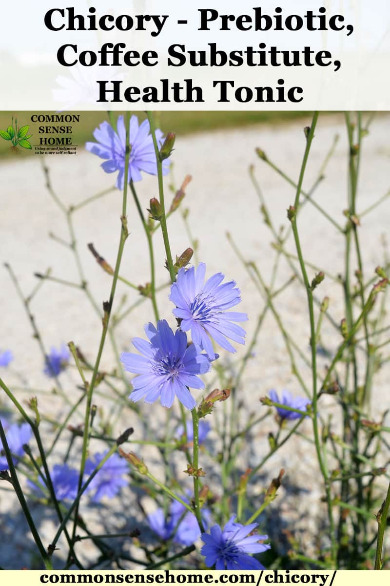 blue chicory flowers in bloom by a gravel driveway