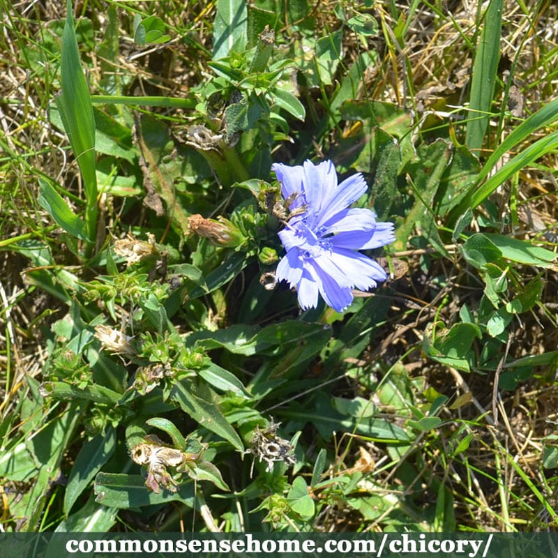 chicory plant