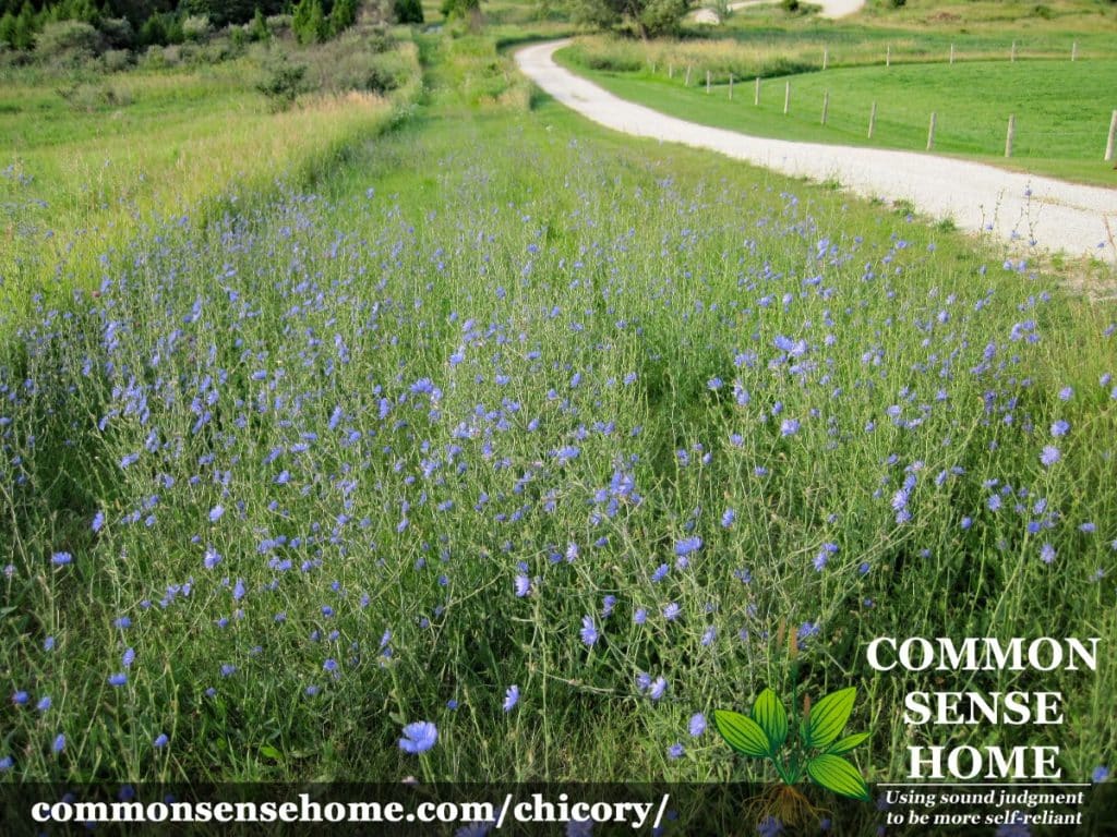 chicory patch