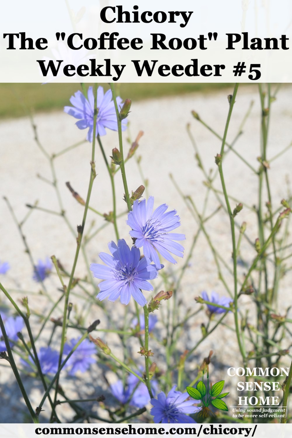 chicory plants