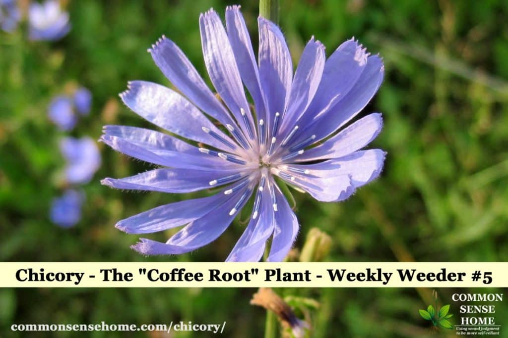 chicory flower