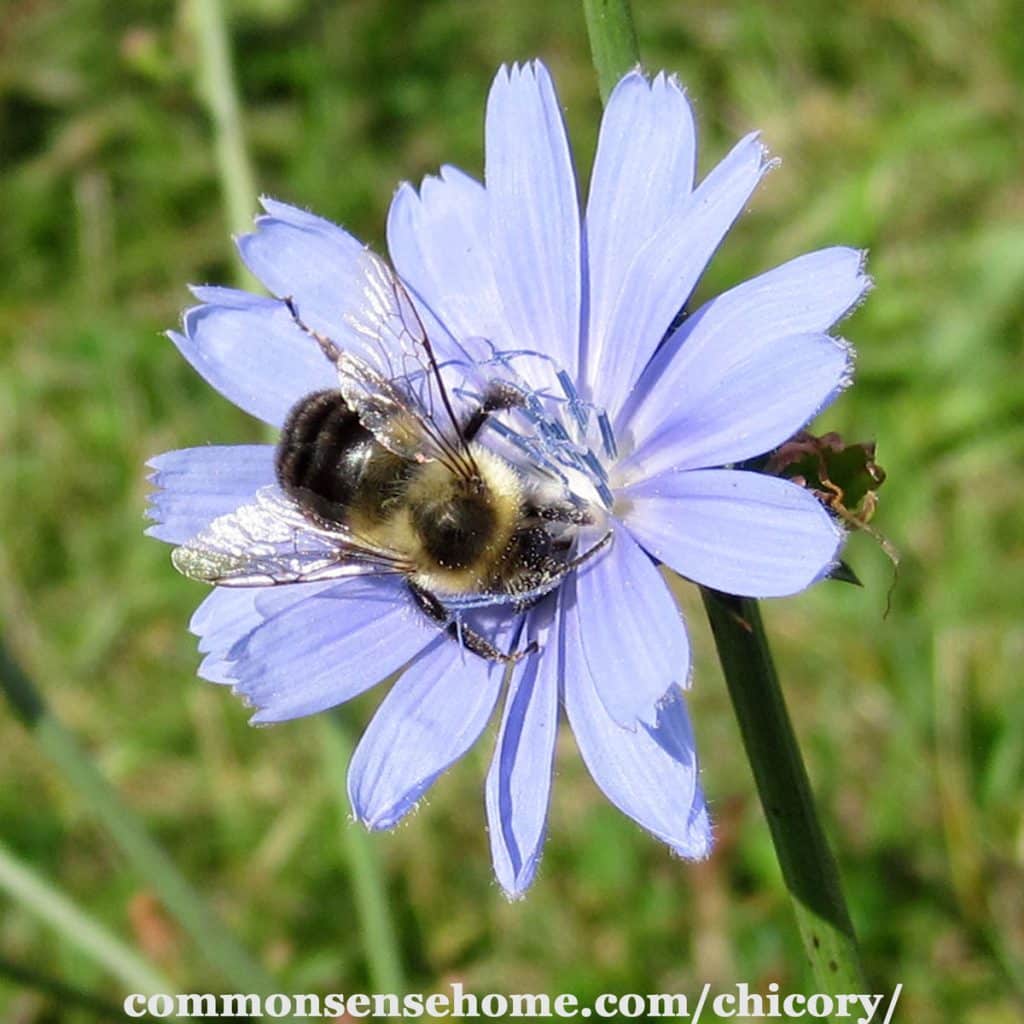 chicory flower with bumblebee