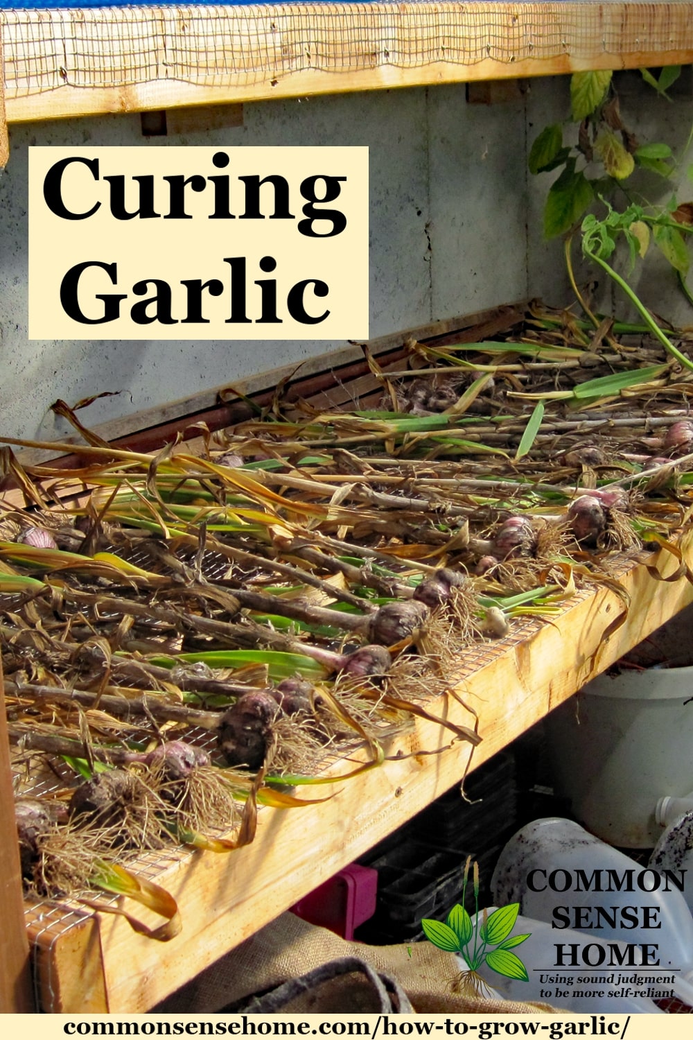 Curing garlic