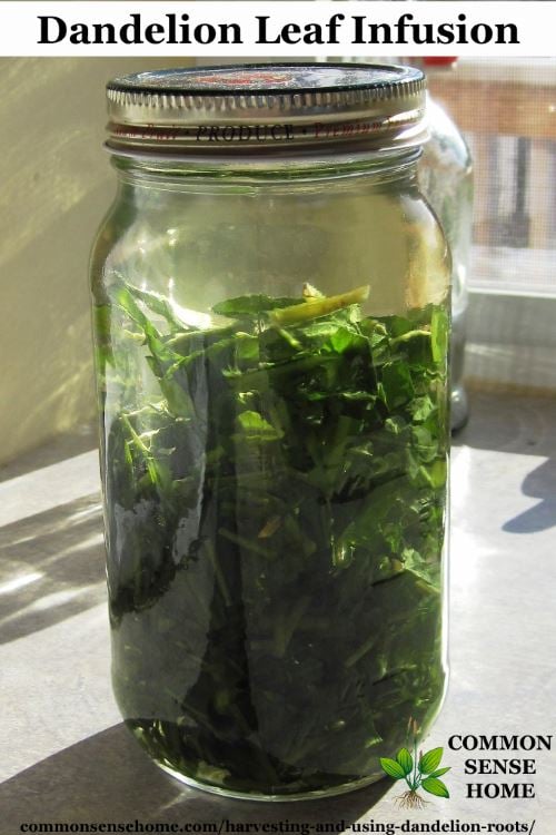 Dandelion leaf infusion