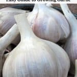 Learn how to grow garlic, and get two harvests from one plant with yummy garlic scapes. Includes storage tips and explanation of garlic types.