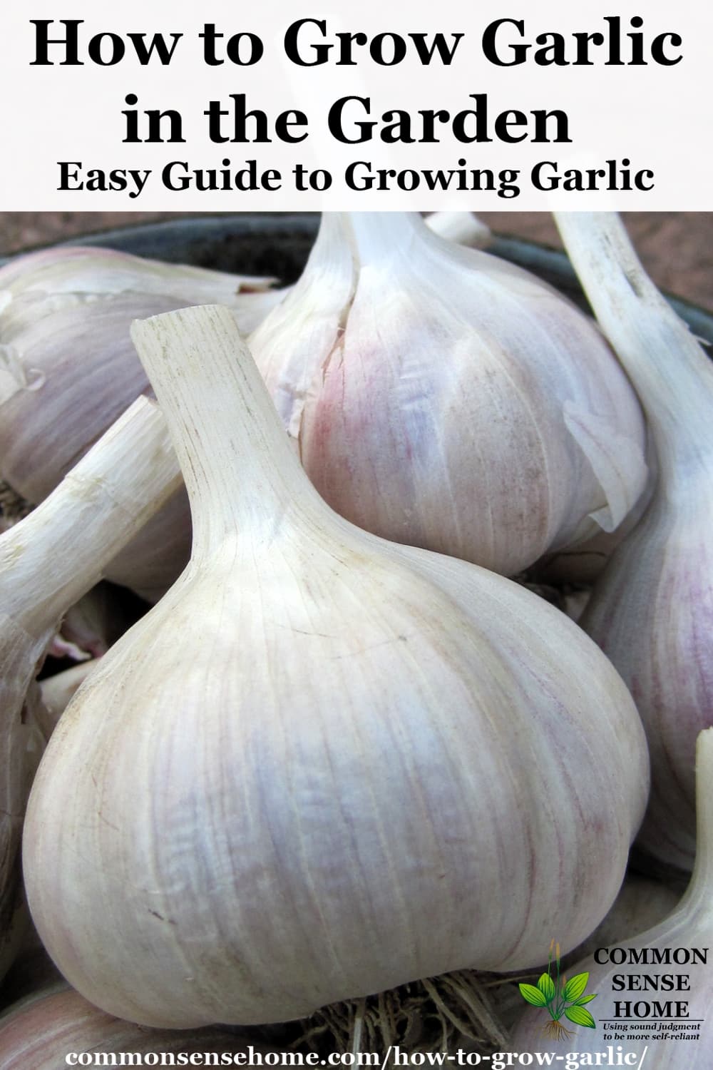 Garlic bulbs