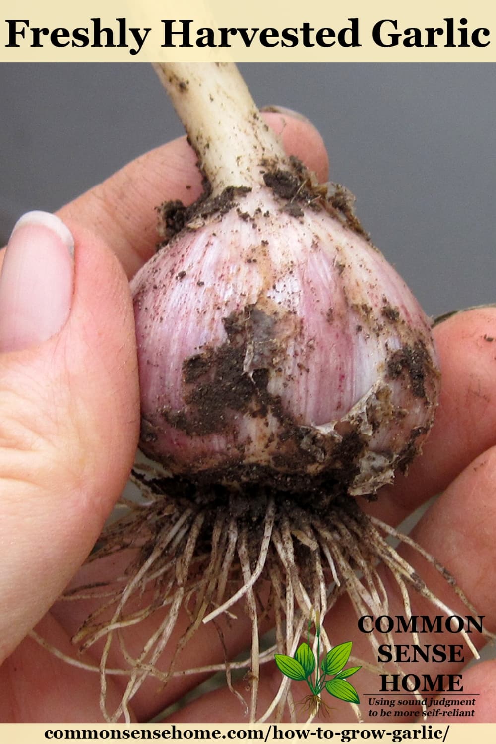 Freshly harvested garlic