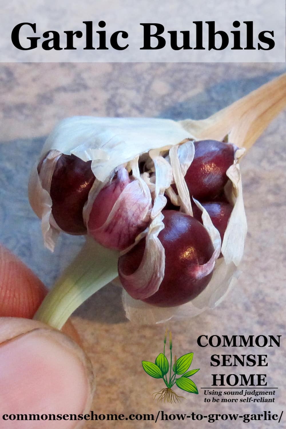Garlic bulbils