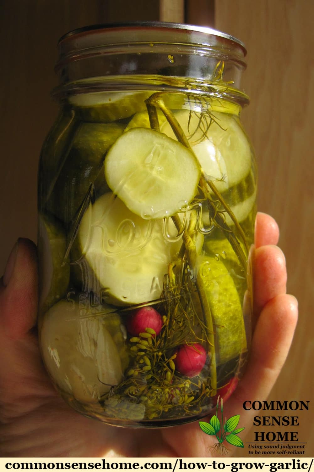 Garlic dill pickles